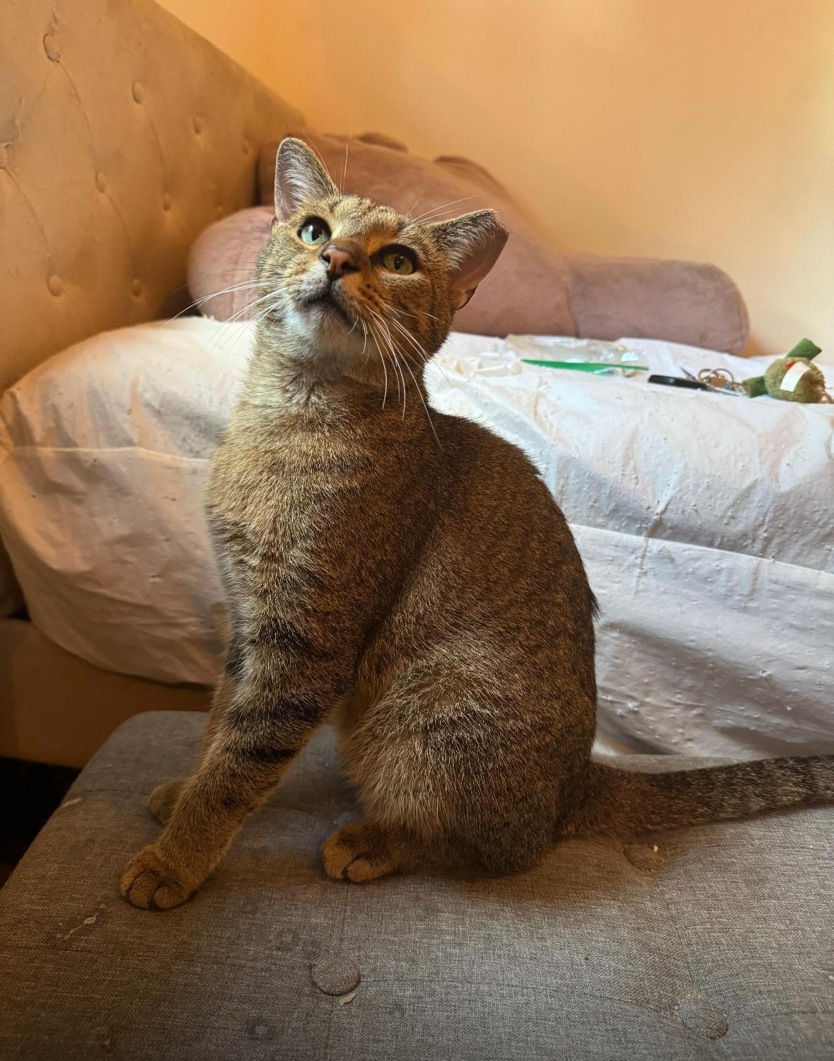 Miguel, an adopted Domestic Short Hair in Miami, FL image 4/6