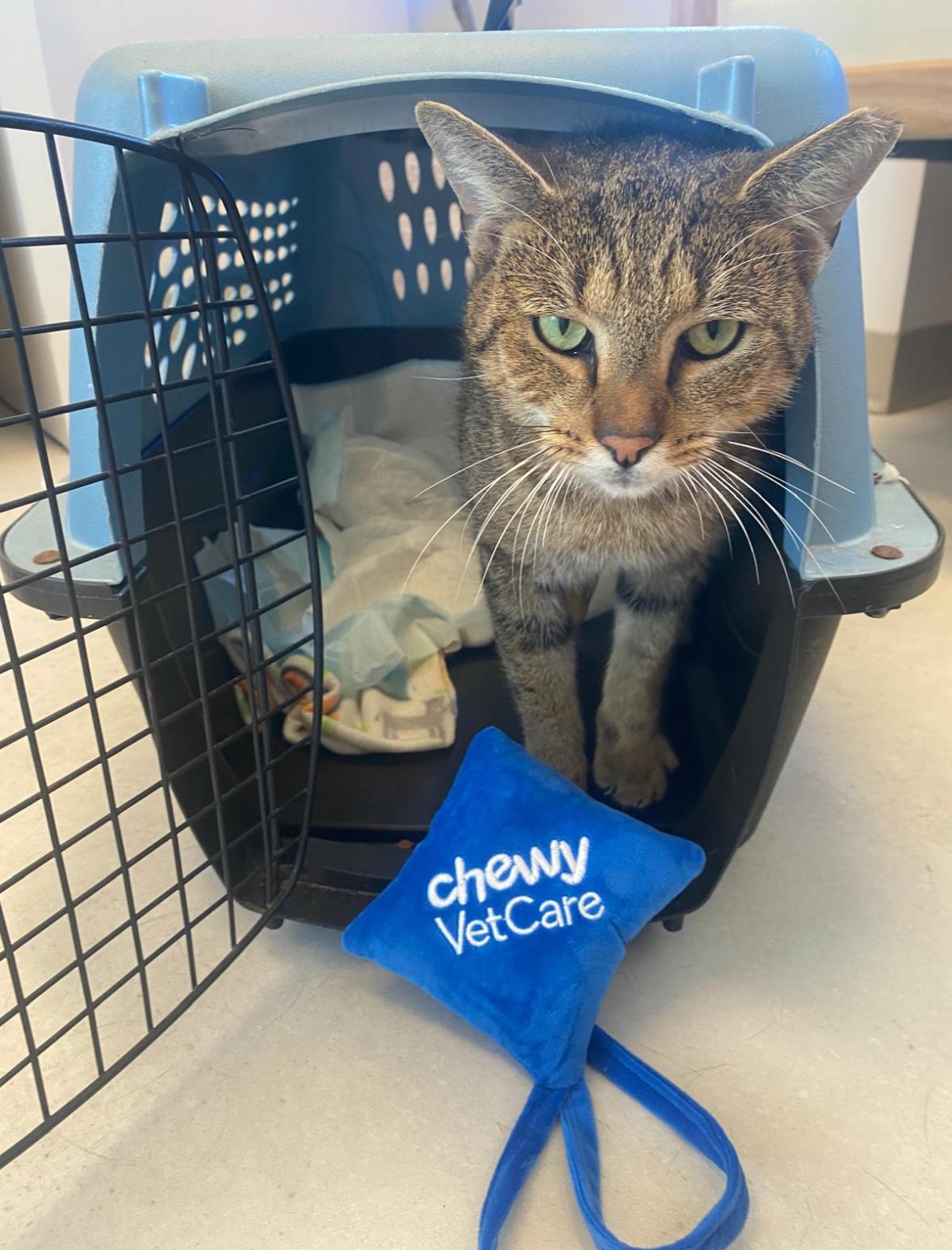 Miguel, an adopted Domestic Short Hair in Miami, FL image 5/6