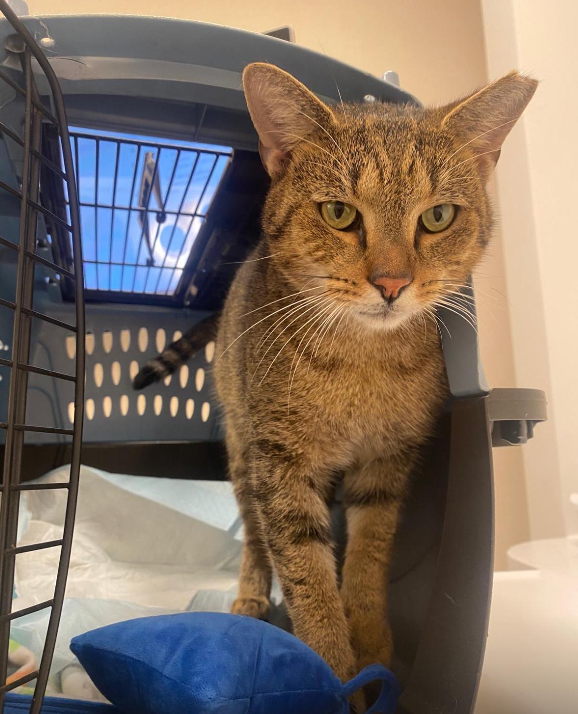 Miguel, an adopted Domestic Short Hair in Miami, FL image 2/6