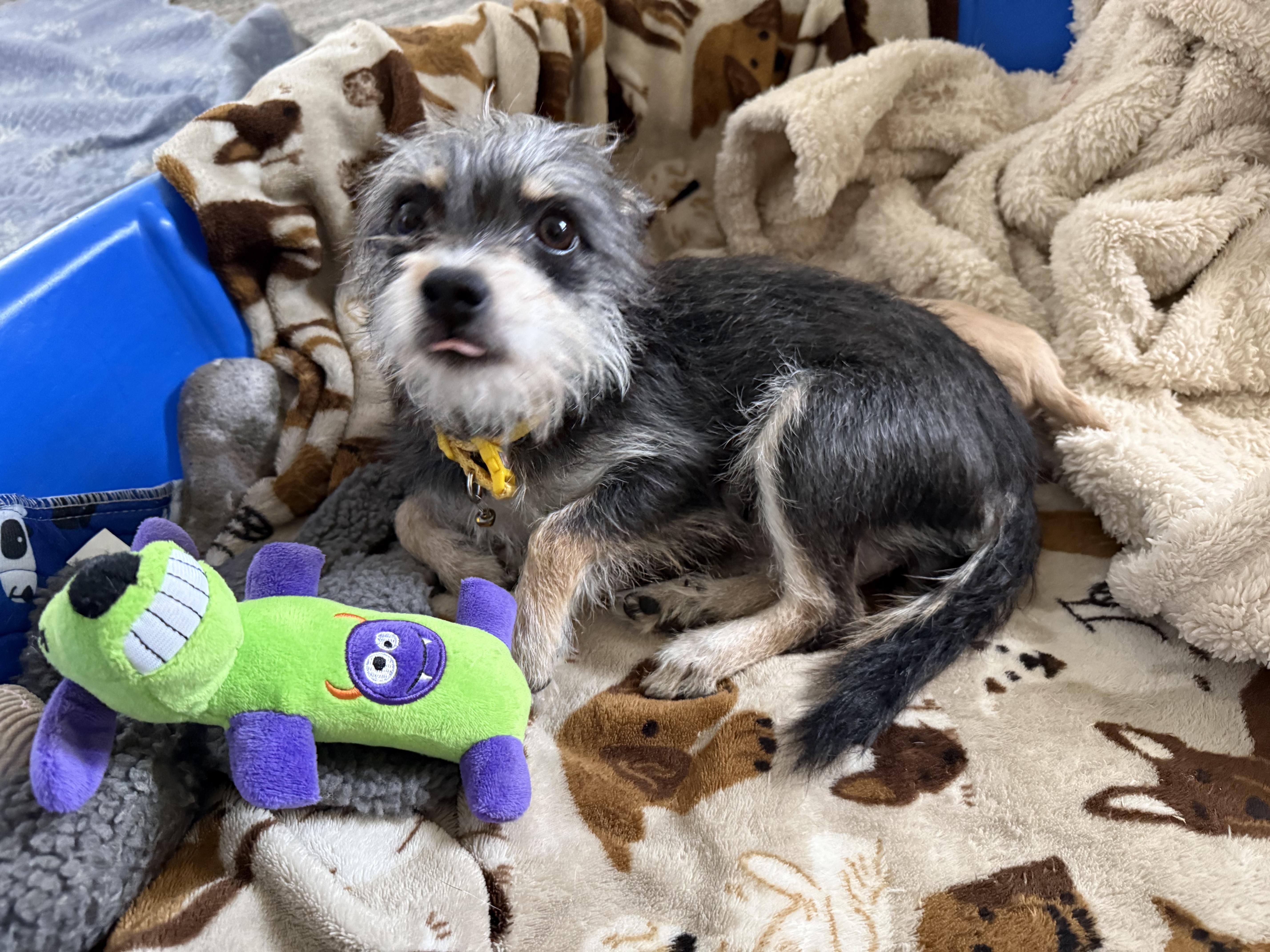 Enlarge Roxy, a ADOPTABLE mixed breed in Albany, NY image 3/4