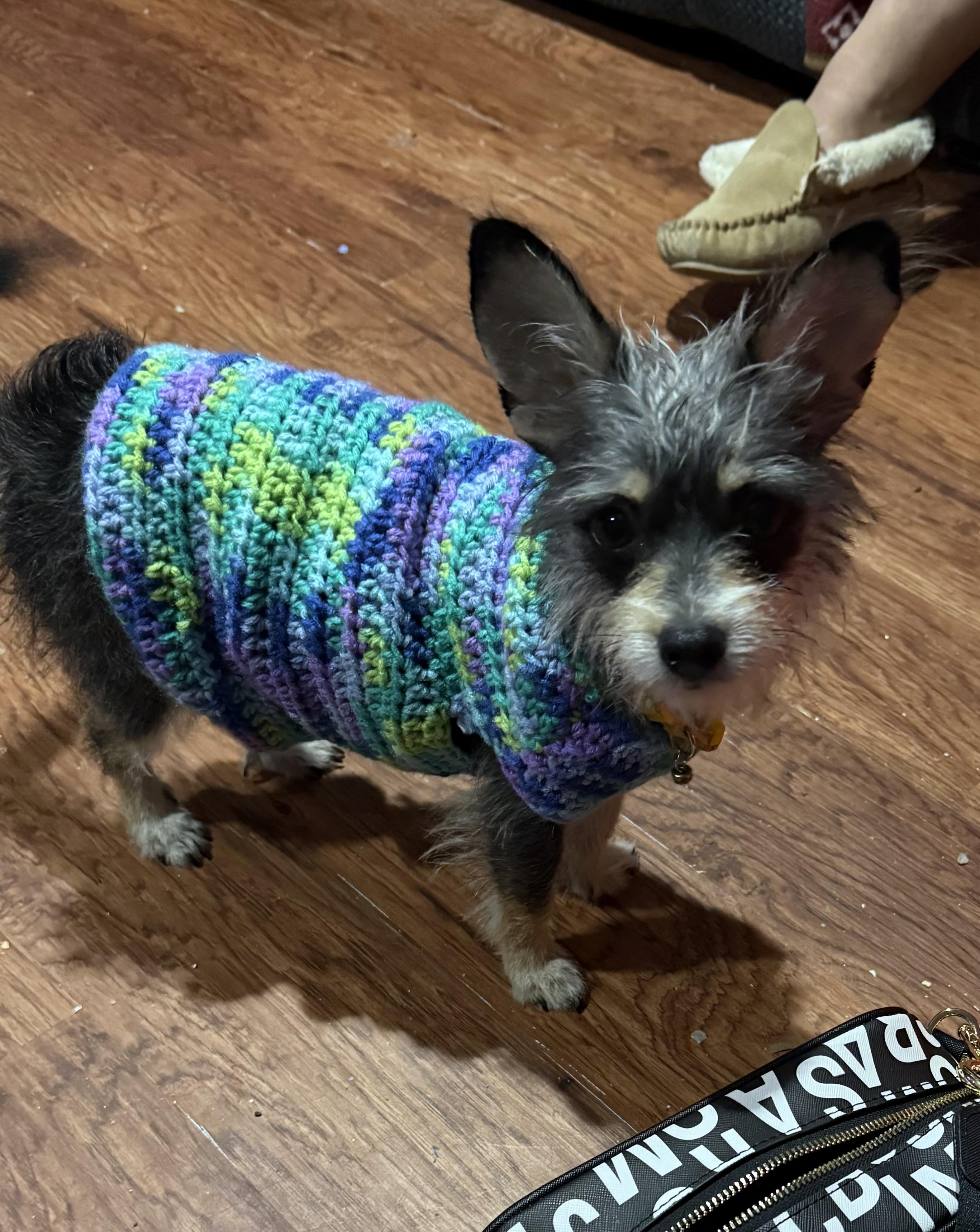 Enlarge Roxy, a ADOPTABLE mixed breed in Albany, NY image 2/4