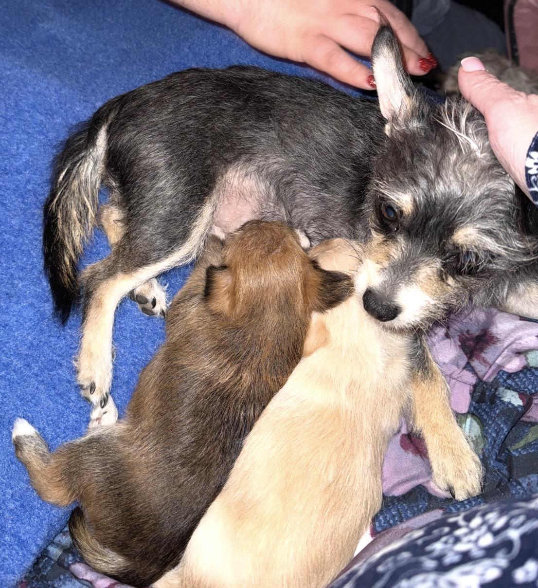 Enlarge Roxy, a ADOPTABLE mixed breed in Albany, NY image 4/4