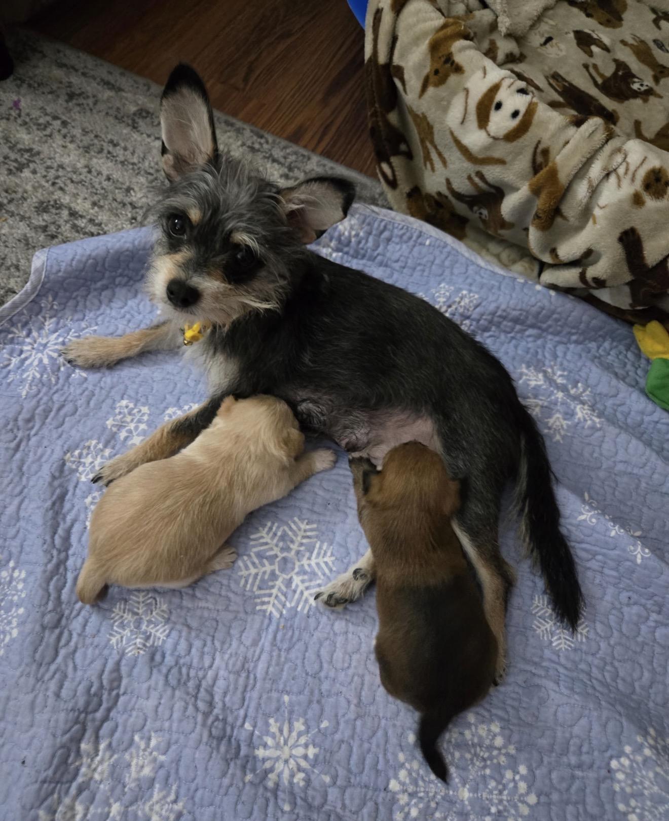 Roxy, ADOPTABLE, Adult Female Wire Fox Terrier.