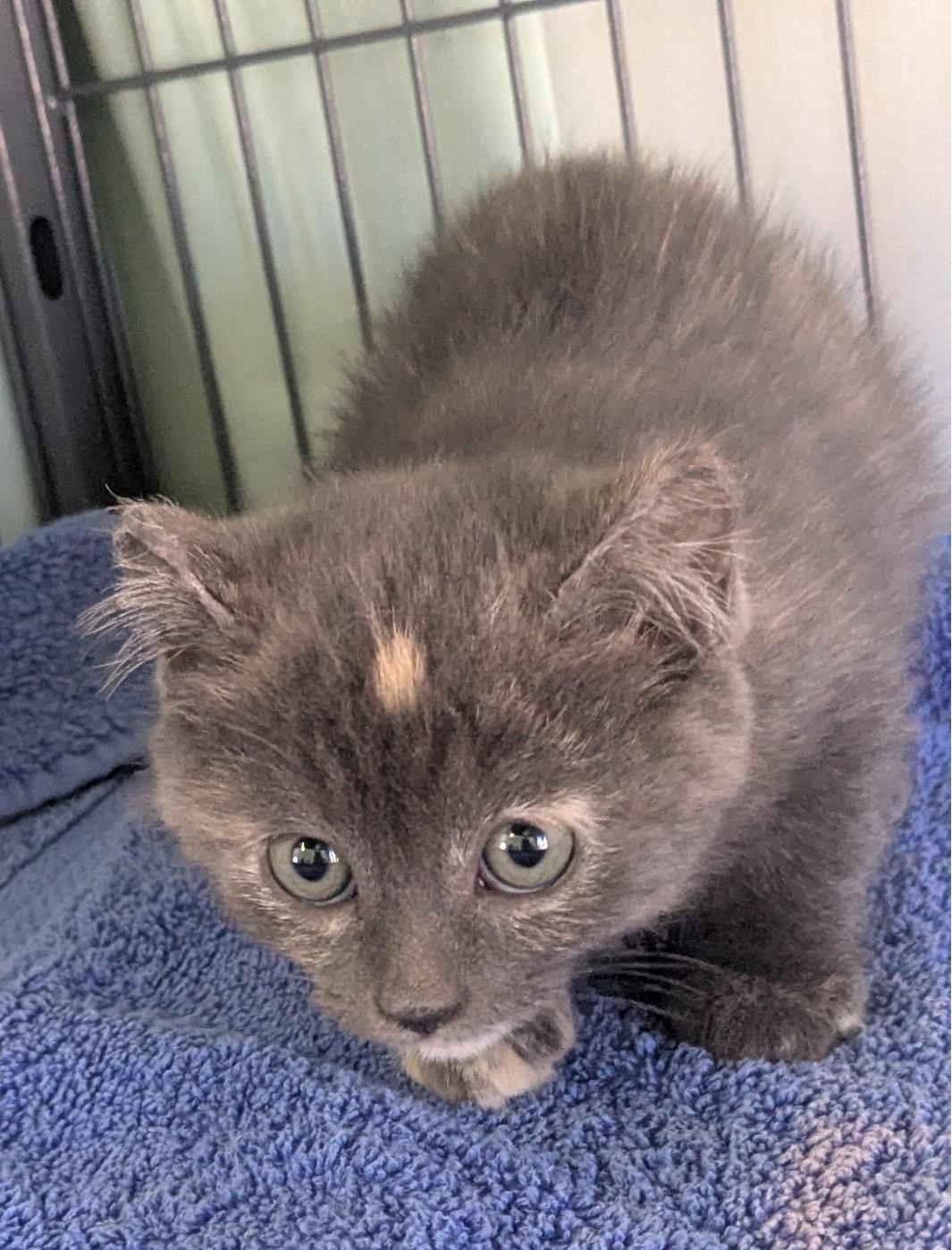 Bindi, ADOPTABLE, Kitten Female Domestic Short Hair.