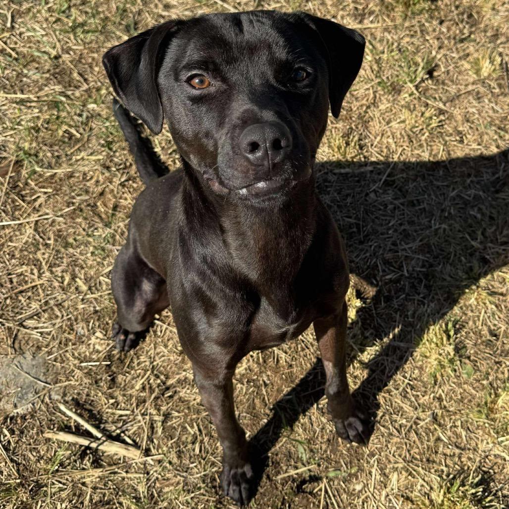 Roman, a Adoptable mixed breed in Carmel, IN image 3/4