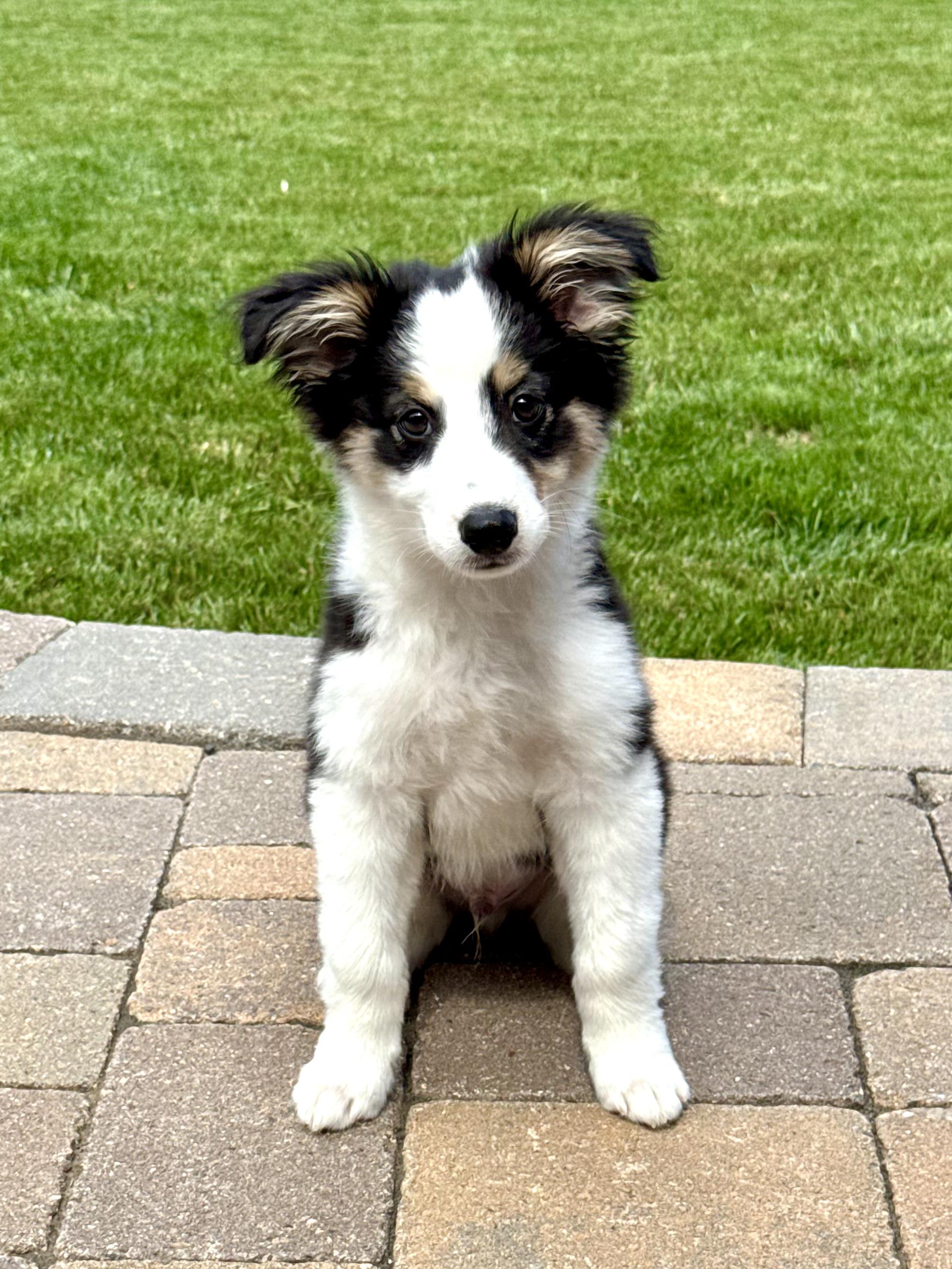 Domino