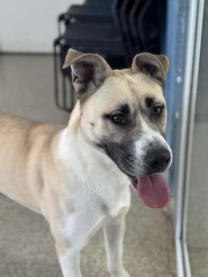 Max, Adoptable, Adult Male Shepherd & Mixed Breed.