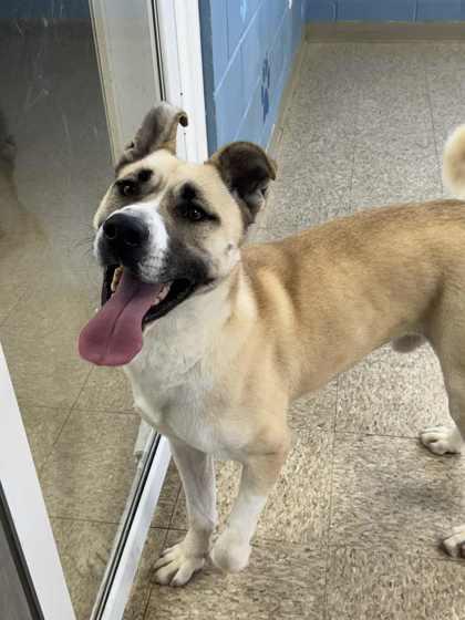 Enlarge Max, a Adoptable mixed breed in Columbia City, IN image 3/6