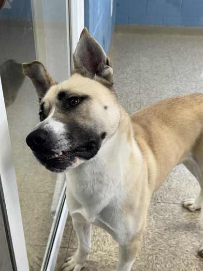 Enlarge Max, a Adoptable mixed breed in Columbia City, IN image 4/6
