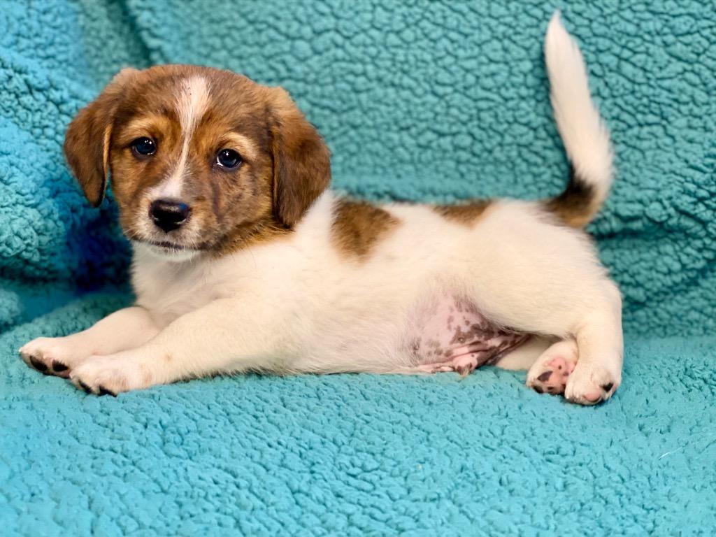 Jack, Adoptable, Puppy Male Australian Shepherd & Mixed Breed.