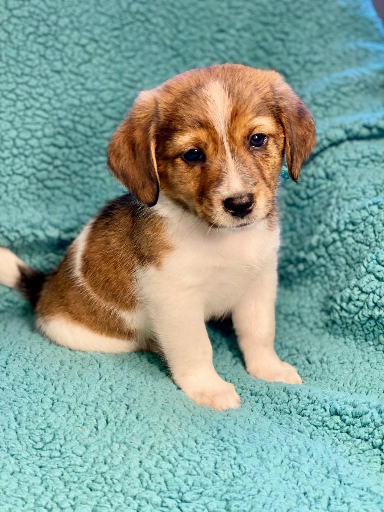 Enlarge Jack, a Adoptable mixed breed in Urbandale, IA image 2/4