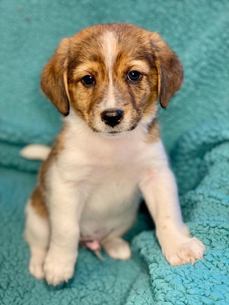 Enlarge Jack, a Adoptable mixed breed in Urbandale, IA image 3/4