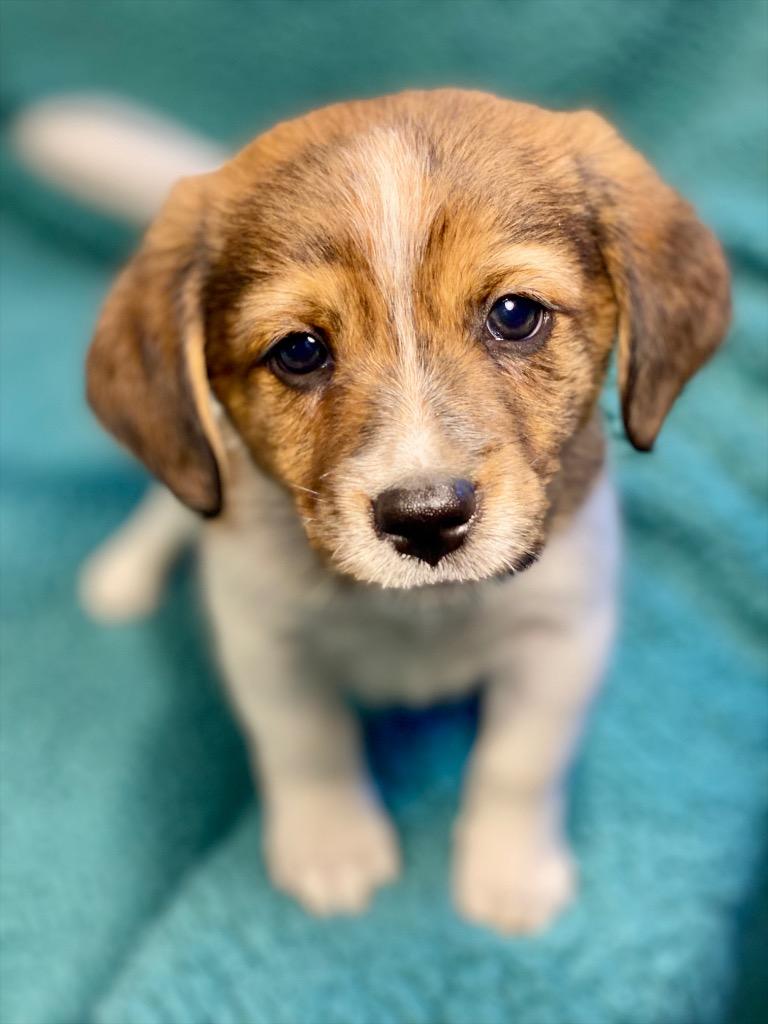 Enlarge Jack, a Adoptable mixed breed in Urbandale, IA image 4/4