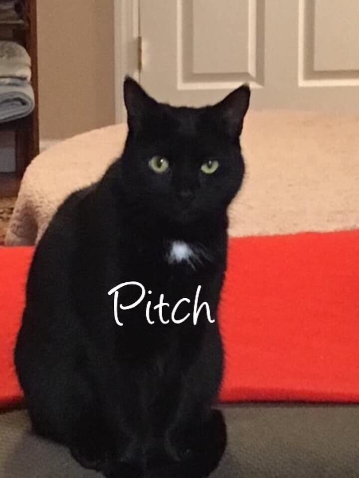 Pitch, a Adoptable Domestic Short Hair in East Northport, NY image 5/6