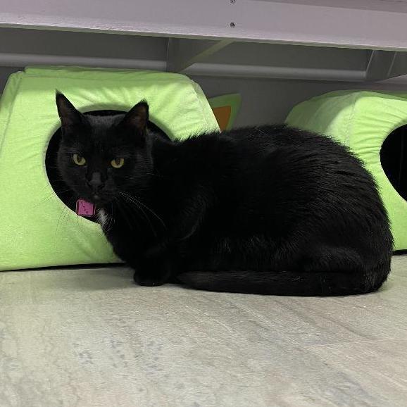 Pitch, Adoptable, Adult Female Domestic Short Hair.