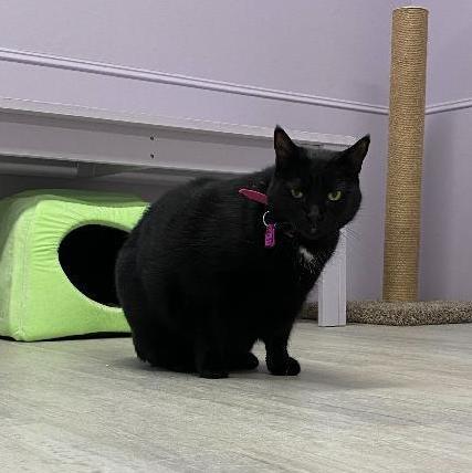 Pitch, a Adoptable Domestic Short Hair in East Northport, NY image 6/6