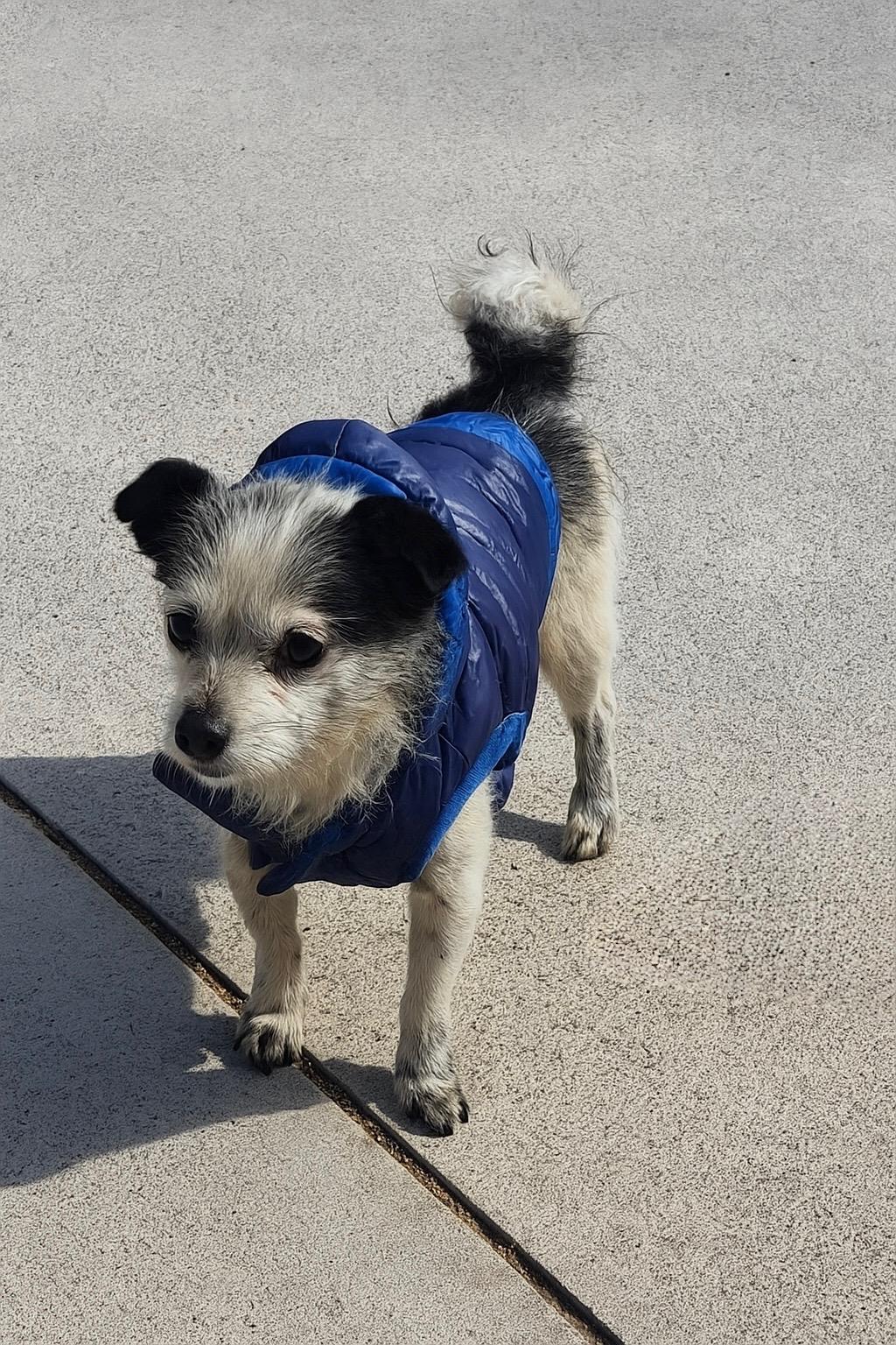 Camila, adoptable, Adult Female Terrier.