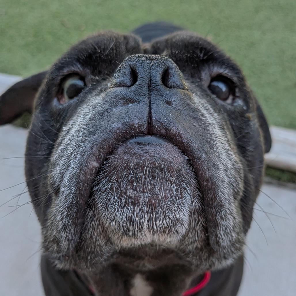 Millie, Adoptable, Adult Female English Bulldog.