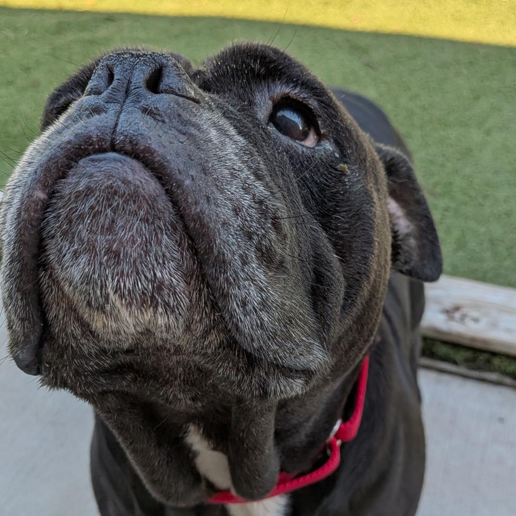 Enlarge Millie, a Adoptable English Bulldog in Tulsa, OK image 2/6