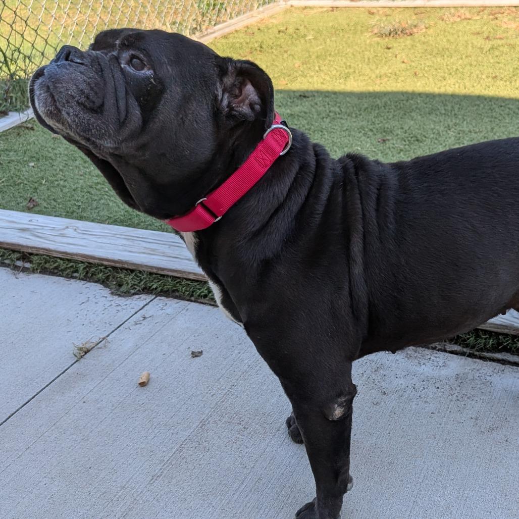 Enlarge Millie, a Adoptable English Bulldog in Tulsa, OK image 3/6