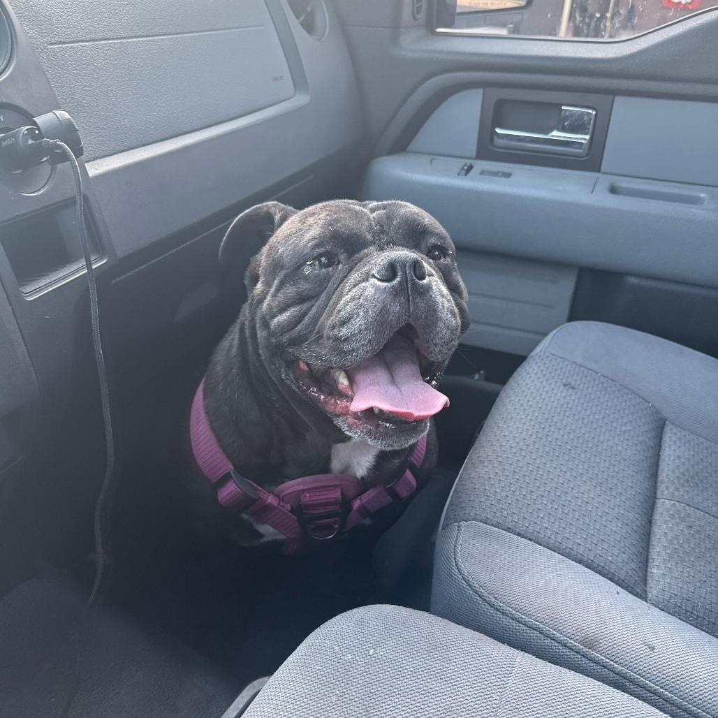 Enlarge Millie, a Adoptable English Bulldog in Tulsa, OK image 4/6