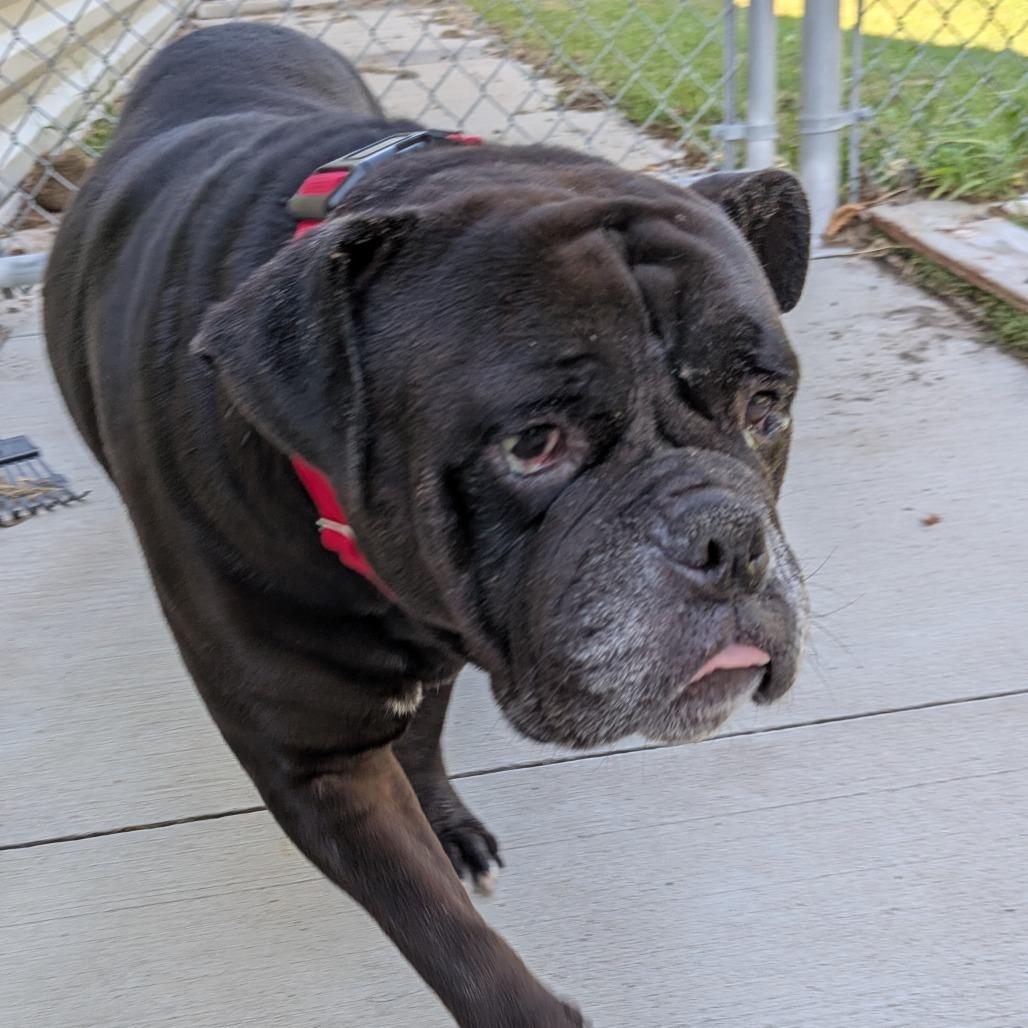 Enlarge Millie, a Adoptable English Bulldog in Tulsa, OK image 5/6