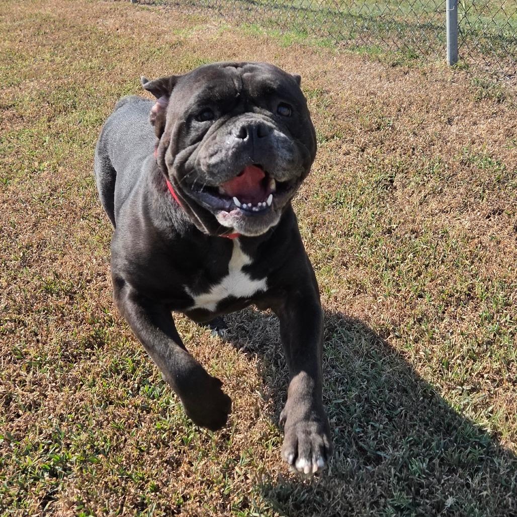 Enlarge Millie, a Adoptable English Bulldog in Tulsa, OK image 6/6