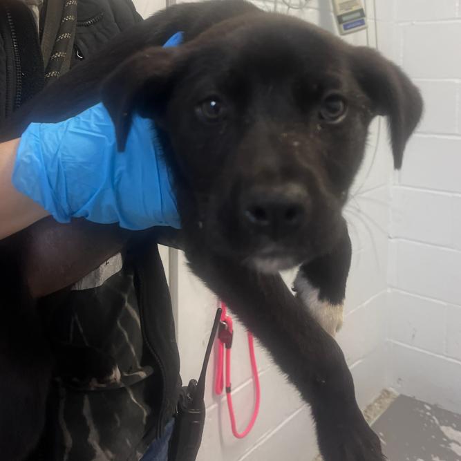 Enlarge Xiomara, a Adoptable mixed breed in Hattiesburg, MS image 1/1