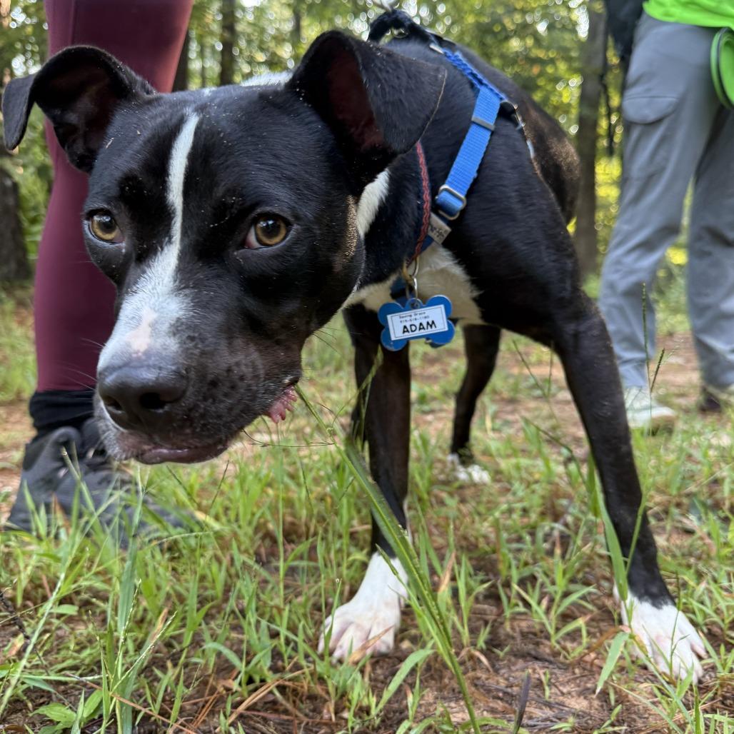 Adam, Adoptable, Adult Male Terrier.