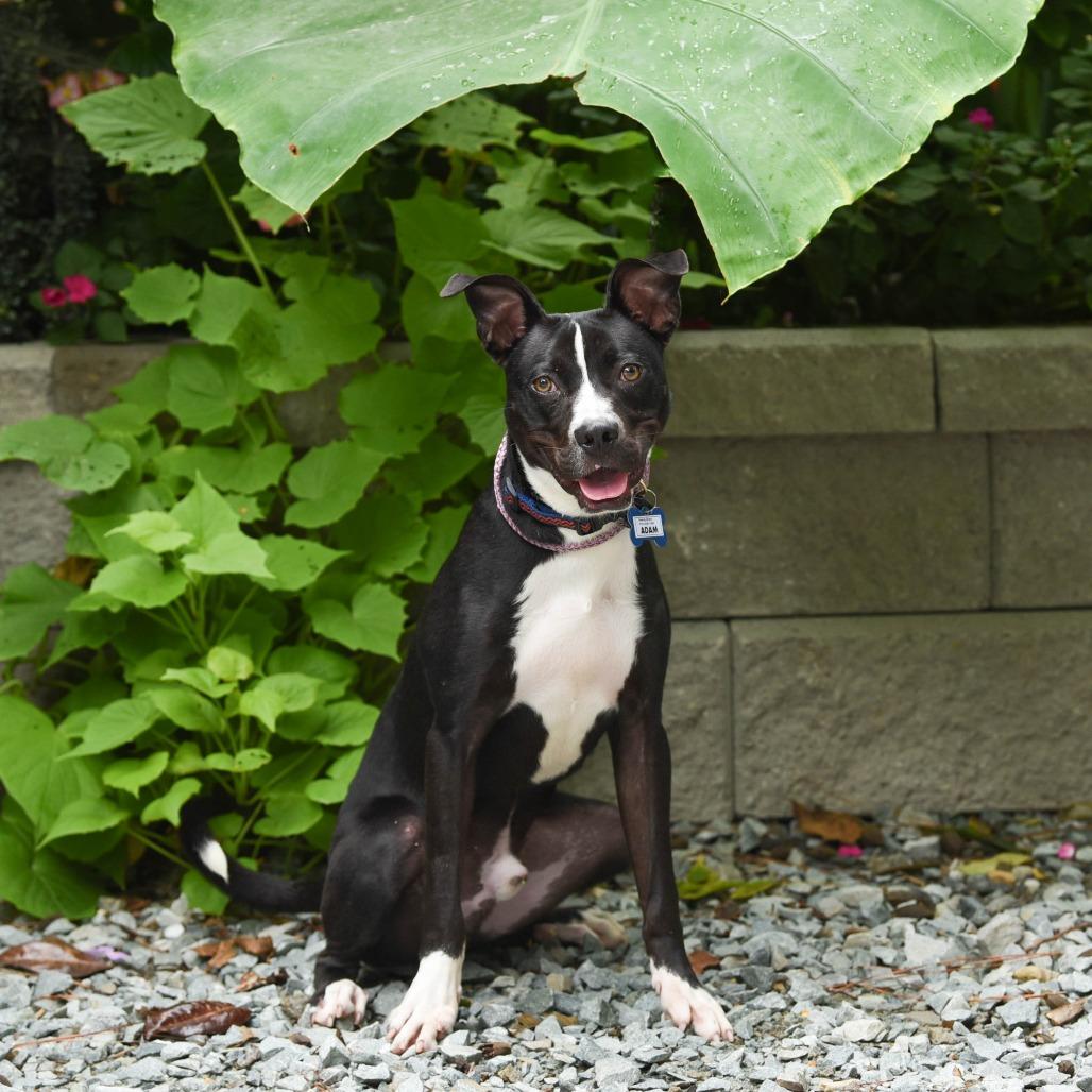 Enlarge Adam, a Adoptable Terrier in Wake Forest, NC image 2/6