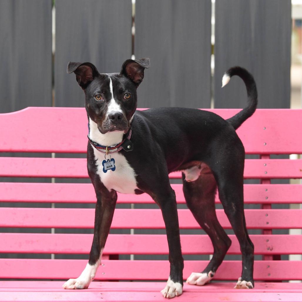Enlarge Adam, a Adoptable Terrier in Wake Forest, NC image 3/6