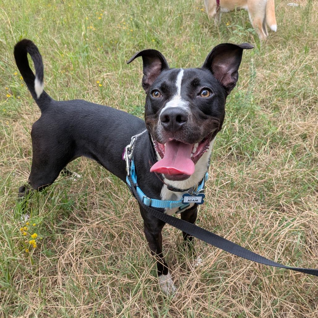 Enlarge Adam, a Adoptable Terrier in Wake Forest, NC image 4/6