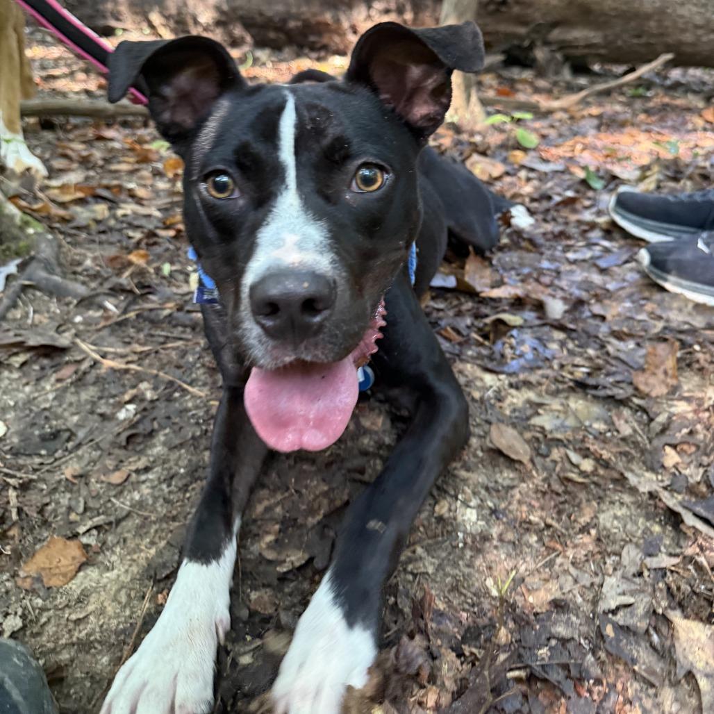 Enlarge Adam, a Adoptable Terrier in Wake Forest, NC image 5/6