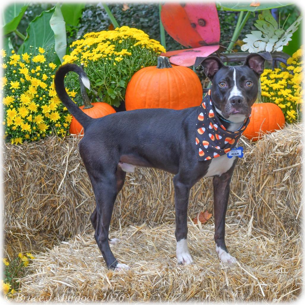 Enlarge Adam, a Adoptable Terrier in Wake Forest, NC image 6/6