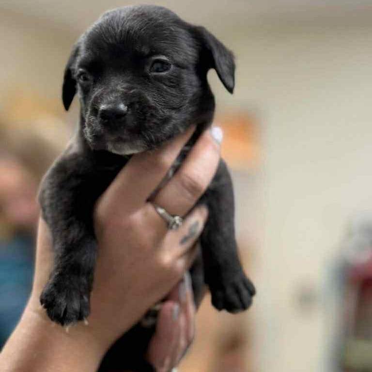 Enlarge CT Heath, a Adoptable mixed breed in Stormville, NY image 1/2