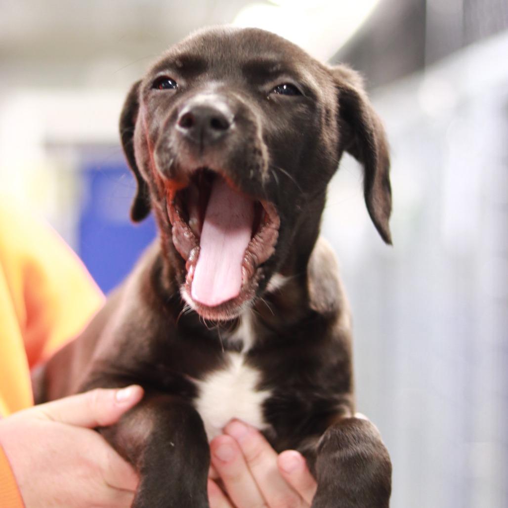 CT Heath avail Feb 28, a Adoptable mixed breed in Stormville, NY image 2/6