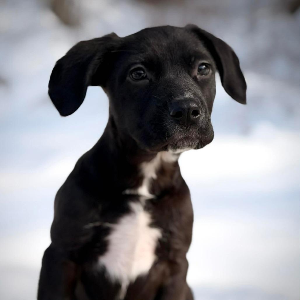 CT Heath avail Feb 28, a Adoptable mixed breed in Stormville, NY image 3/6