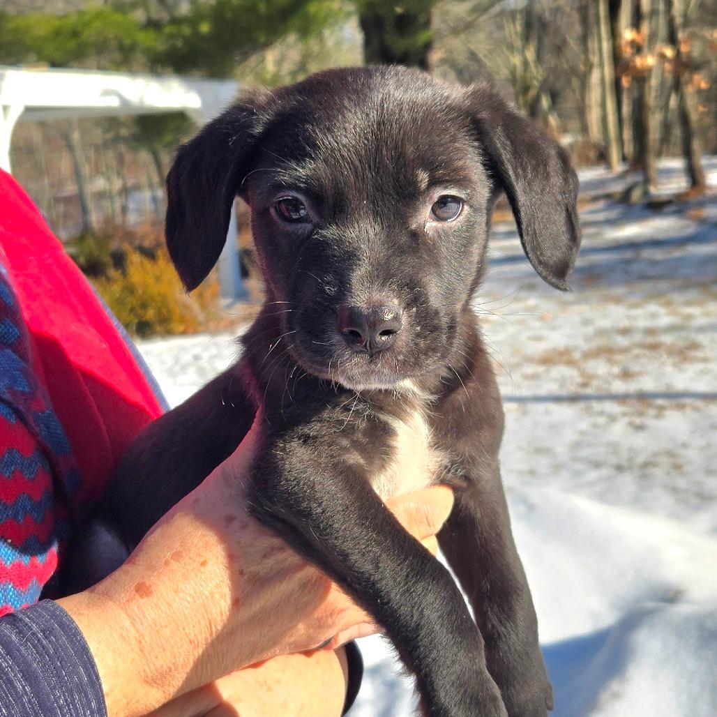 Enlarge CT Heath, a Adoptable mixed breed in Stormville, NY image 2/2