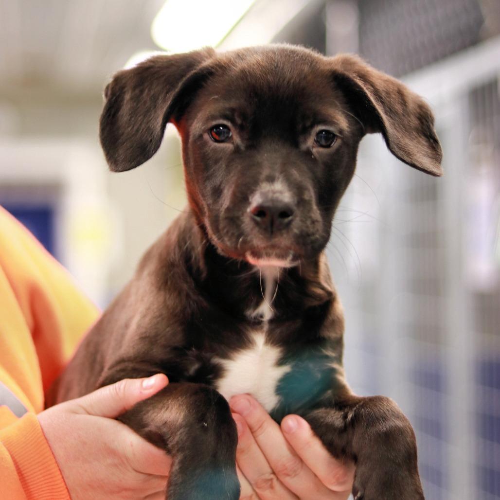 CT Heath avail Feb 28, a Adoptable mixed breed in Stormville, NY image 5/6