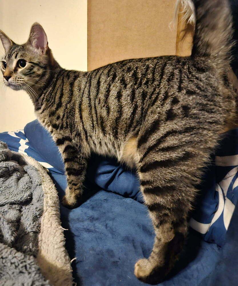 Lima, Adoptable, Young Female Domestic Medium Hair.