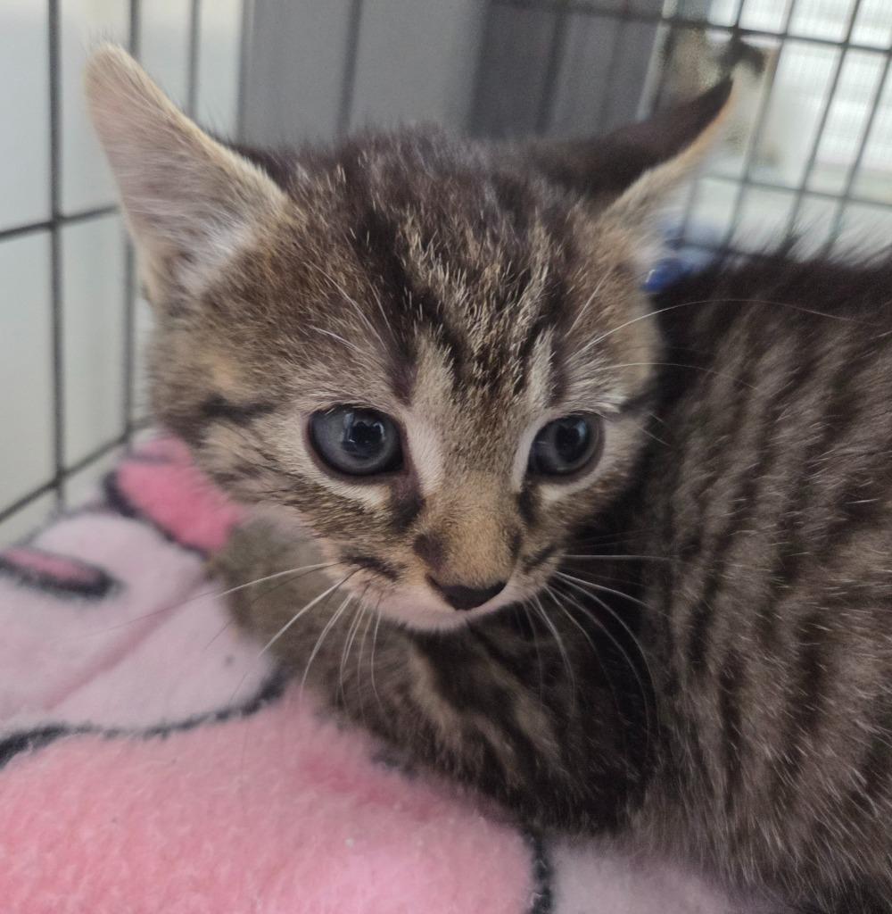 Cajun Belle, a Adoptable mixed breed in Gold Beach, OR image 1/2