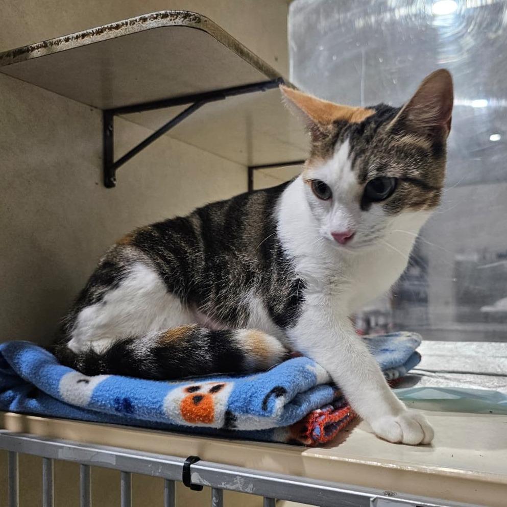 Enlarge Callie, a Adoptable Domestic Short Hair in Harlingen, TX image 1/5