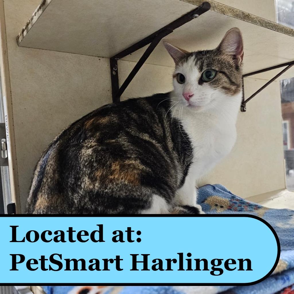 Enlarge Callie, a Adoptable Domestic Short Hair in Harlingen, TX image 2/5