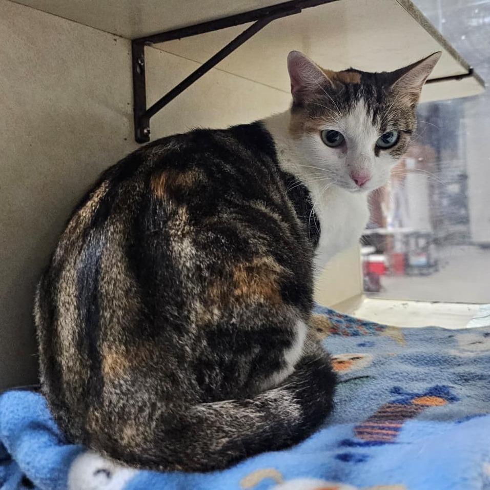 Enlarge Callie, a Adoptable Domestic Short Hair in Harlingen, TX image 3/5