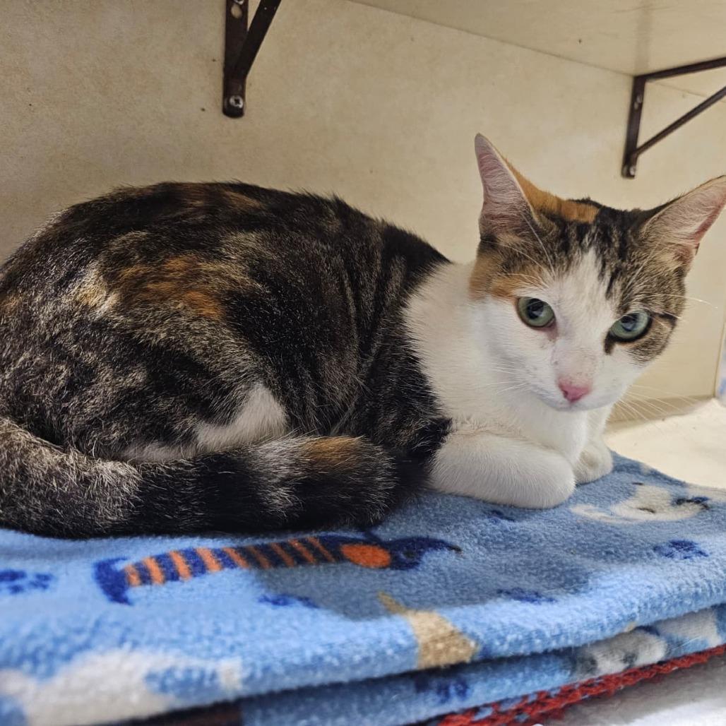 Enlarge Callie, a Adoptable Domestic Short Hair in Harlingen, TX image 4/5