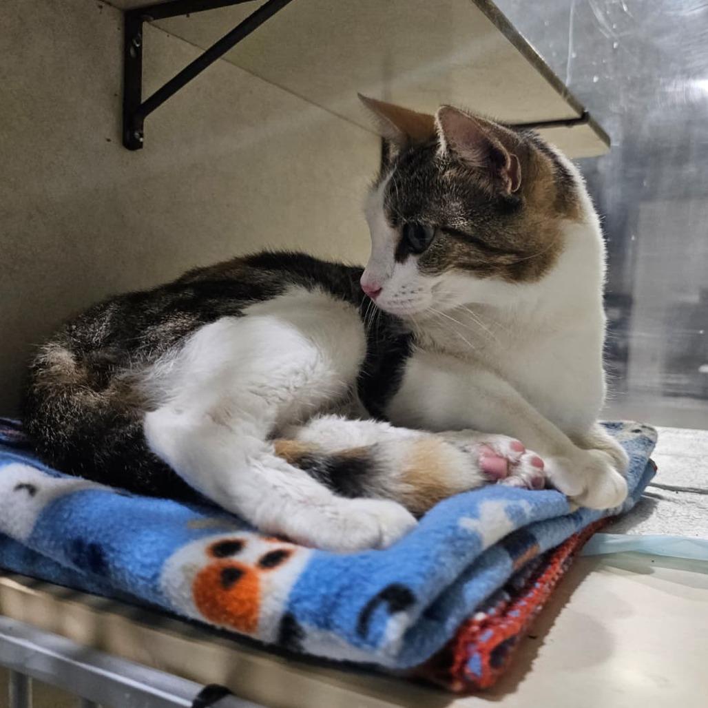 Enlarge Callie, a Adoptable Domestic Short Hair in Harlingen, TX image 5/5