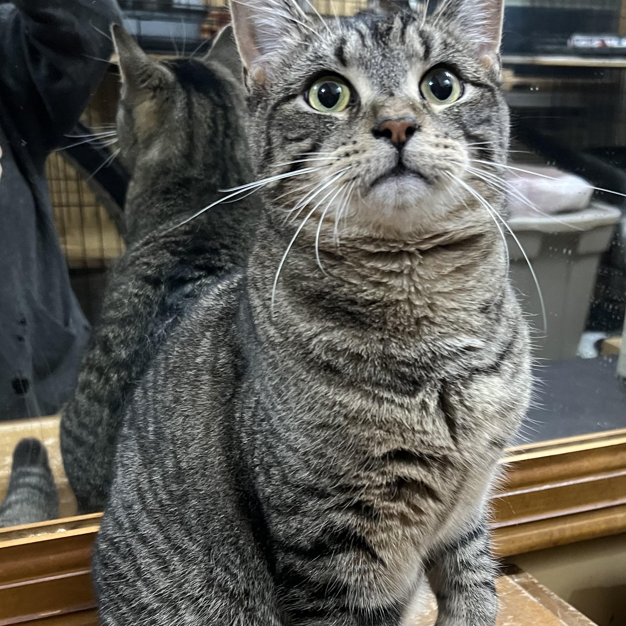 Hal, Young Male Domestic Short Hair