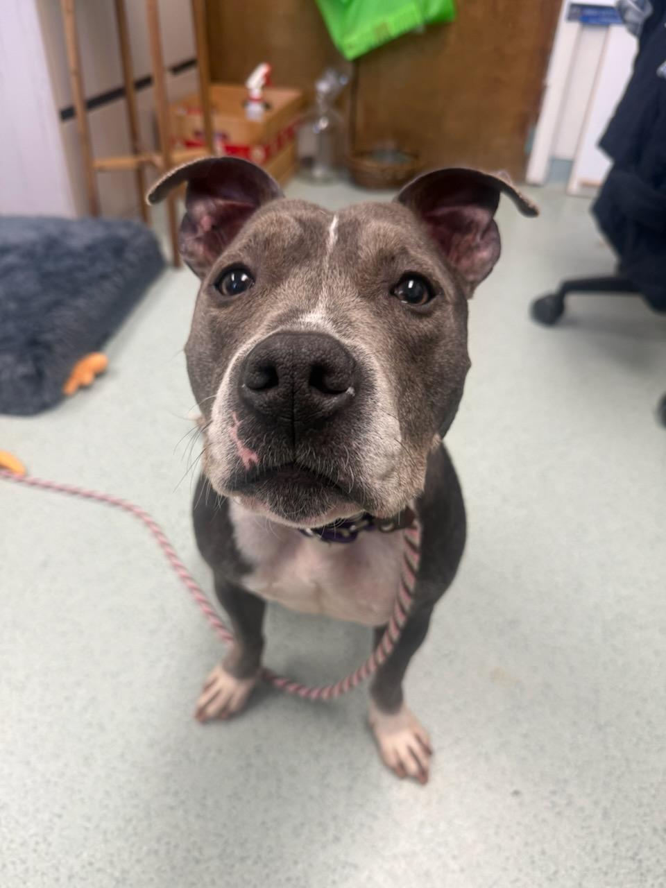 Enlarge Jazmin, a ADOPTABLE mixed breed in Teterboro, NJ image 4/6