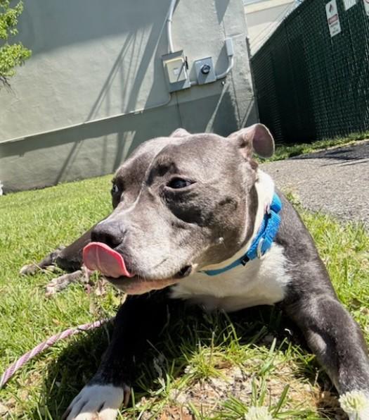 Jazmin, a ADOPTABLE Pit Bull Terrier in Teterboro, NJ image 2/3