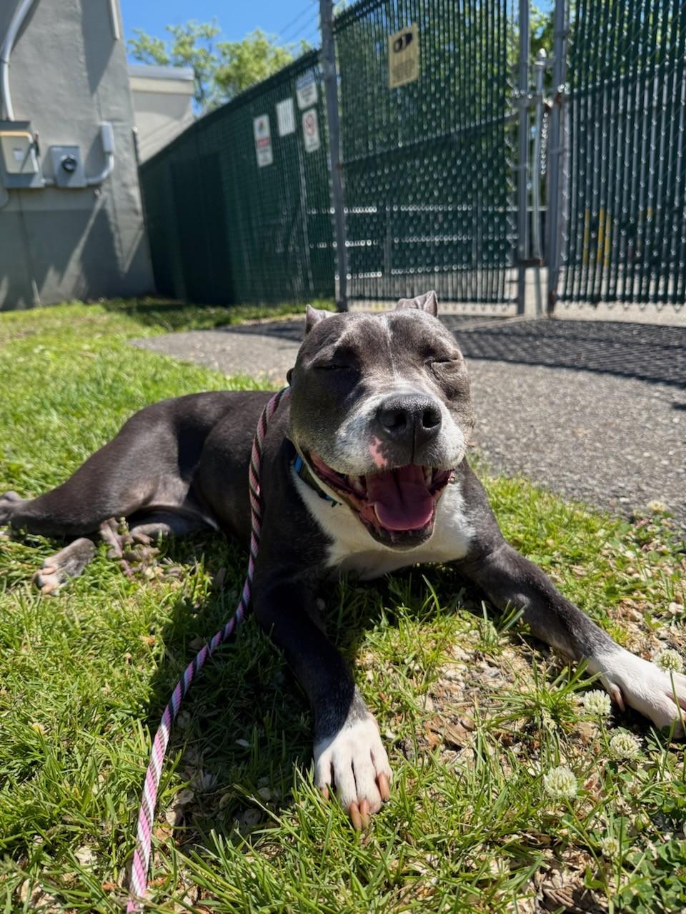 Jazmin, a ADOPTABLE Pit Bull Terrier in Teterboro, NJ image 1/3